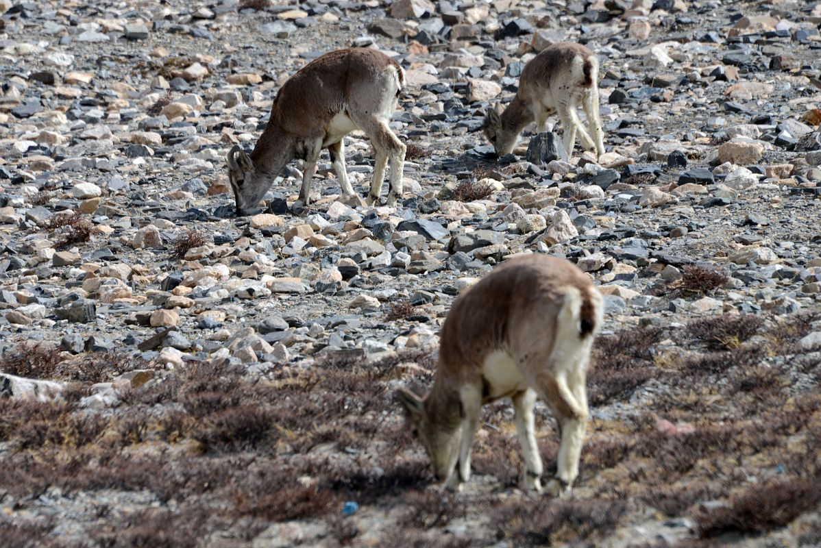 26 Blue Sheep Next To The Road Between Rongbuk And Mount Everest North Face Base Camp In Tibet